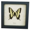 Western Tiger Swallowtail Butterfly Papilio rutulus male Framed Taxidermy Display