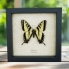 Western Tiger Swallowtail Butterfly Papilio rutulus male Framed Taxidermy Display