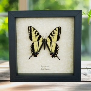 Western Tiger Swallowtail Butterfly Papilio rutulus male Framed Taxidermy Display