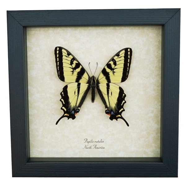 Western Tiger Swallowtail Butterfly Papilio rutulus male Framed Taxidermy Display