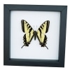 Western Tiger Swallowtail Butterfly Papilio rutulus Male Framed Taxidermy Classic Black Display