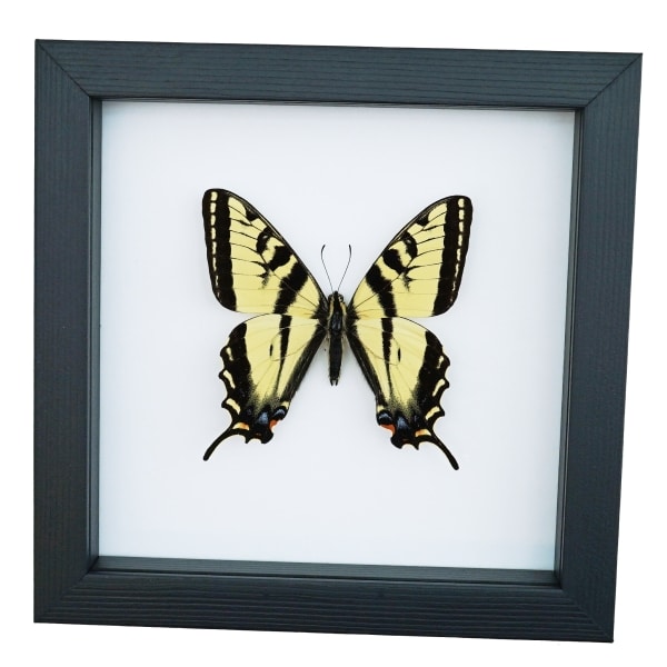 Western Tiger Swallowtail Butterfly Papilio rutulus Male Framed Taxidermy Classic Black Display
