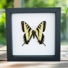 Western Tiger Swallowtail Butterfly Papilio rutulus Male Framed Taxidermy Classic Black Display