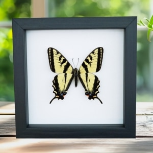 Western Tiger Swallowtail Butterfly Papilio rutulus Male Framed Taxidermy Classic Black Display