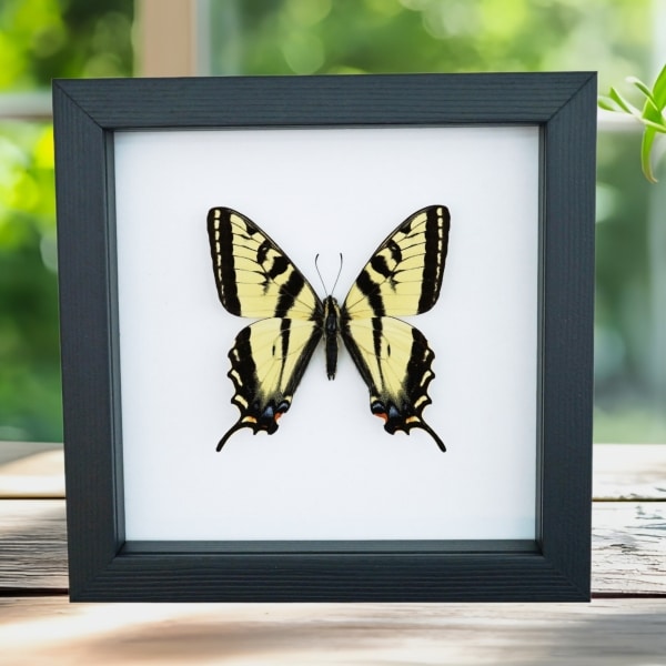 Western Tiger Swallowtail Butterfly Papilio rutulus Male Framed Taxidermy Classic Black Display