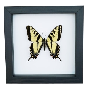 Western Tiger Swallowtail Butterfly Papilio rutulus Male Framed Taxidermy Classic Black Display