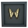 Western Tiger Swallowtail Butterfly Papilio rutulus male Framed Taxidermy Moonlight Display