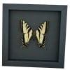 Western Tiger Swallowtail Butterfly Papilio rutulus male Framed Taxidermy Moonlight Display