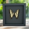 Western Tiger Swallowtail Butterfly Papilio rutulus male Framed Taxidermy Moonlight Display