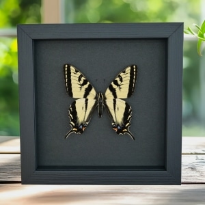 Western Tiger Swallowtail Butterfly Papilio rutulus male Framed Taxidermy Moonlight Display