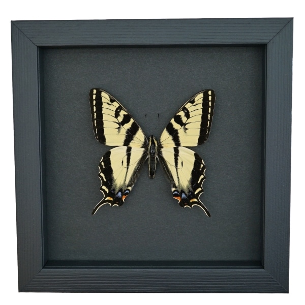 Western Tiger Swallowtail Butterfly Papilio rutulus male Framed Taxidermy Moonlight Display