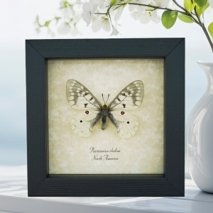 Real White ApolIo Butterfly Parnassius clodius Framed Taxidermy Display