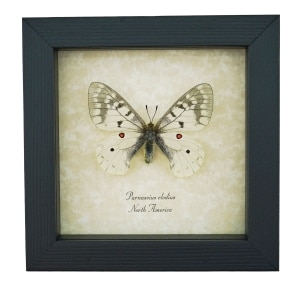 Real White ApolIo Butterfly Parnassius clodius Framed Taxidermy Display