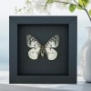 Real White ApolIo Butterfly Parnassius clodius Framed Taxidermy Moonlight Display