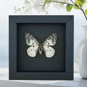 Real White ApolIo Butterfly Parnassius clodius Framed Taxidermy Moonlight Display
