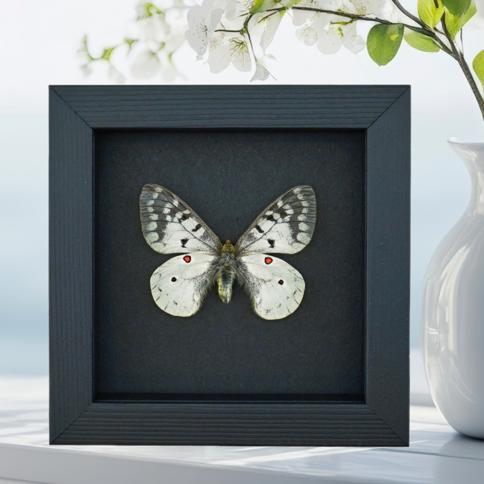 Real White ApolIo Butterfly Parnassius clodius Framed Taxidermy Moonlight Display