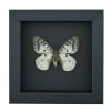 Real White ApolIo Butterfly Parnassius clodius Framed Taxidermy Moonlight Display