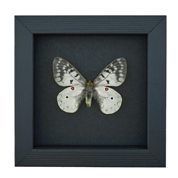 Real White ApolIo Butterfly Parnassius clodius Framed Taxidermy Moonlight Display