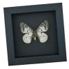 Real White ApolIo Butterfly Parnassius clodius Framed Taxidermy Moonlight Display