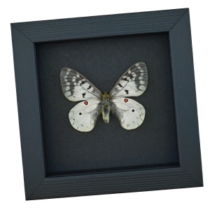 Real White ApolIo Butterfly Parnassius clodius Framed Taxidermy Moonlight Display