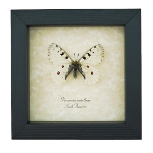 Real White Apollo Butterfly Parnassius smintheus Framed Taxidermy Display