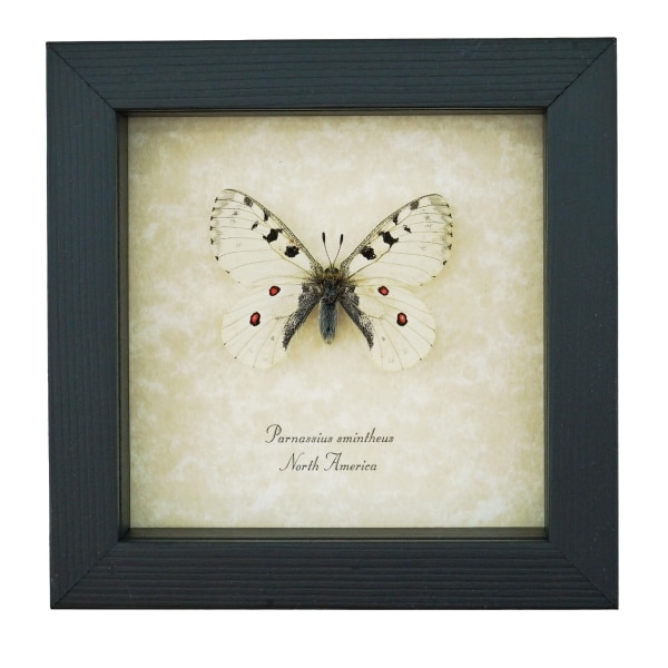 Real White Apollo Butterfly Parnassius smintheus Framed Taxidermy Display