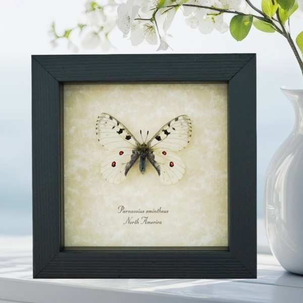 Real White Apollo Butterfly Parnassius smintheus Framed Taxidermy Display