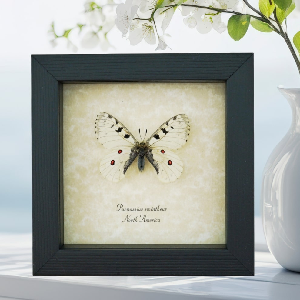 Real White Apollo Butterfly Parnassius smintheus Framed Taxidermy Display
