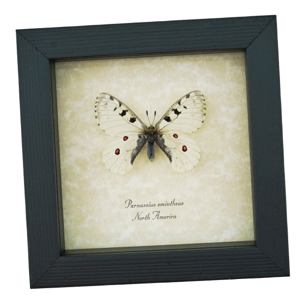 Real White Apollo Butterfly Parnassius smintheus Framed Taxidermy Display