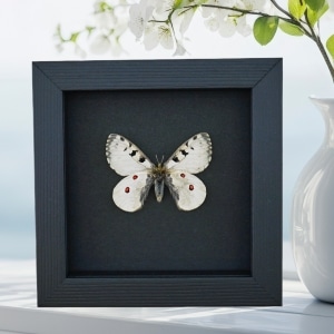 Real White Apollo Butterfly Parnassius smintheus Framed Taxidermy Moonlight Display
