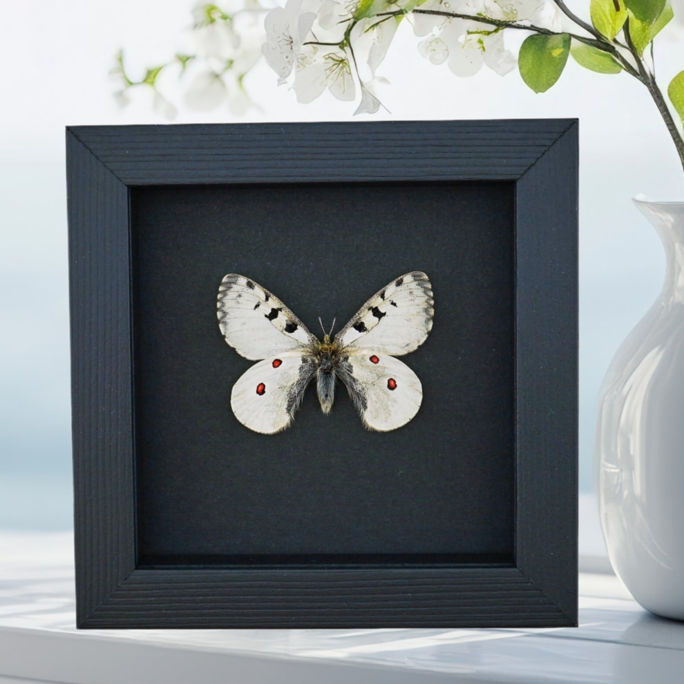 Real White Apollo Butterfly Parnassius smintheus Framed Taxidermy Moonlight Display
