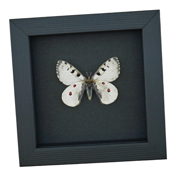 Real White Apollo Butterfly Parnassius smintheus Framed Taxidermy Moonlight Display