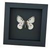 Real White Apollo Butterfly Parnassius smintheus Framed Taxidermy Moonlight Display