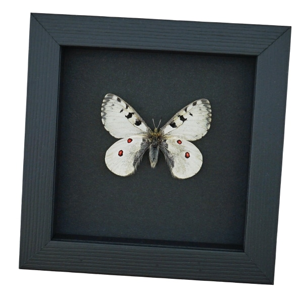 Real White Apollo Butterfly Parnassius smintheus Framed Taxidermy Moonlight Display