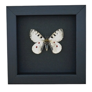 Real White Apollo Butterfly Parnassius smintheus Framed Taxidermy Moonlight Display
