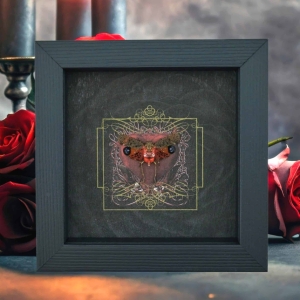 Gothic Red Heart Lanternfly Penthicodes pulchella Framed Insect Taxidermy Display