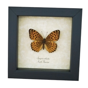 Atlantis Fritillary Butterfly Speyeria atlantis Framed Taxidermy Display