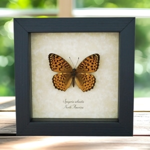 Atlantis Fritillary Butterfly Speyeria atlantis Framed Taxidermy Display