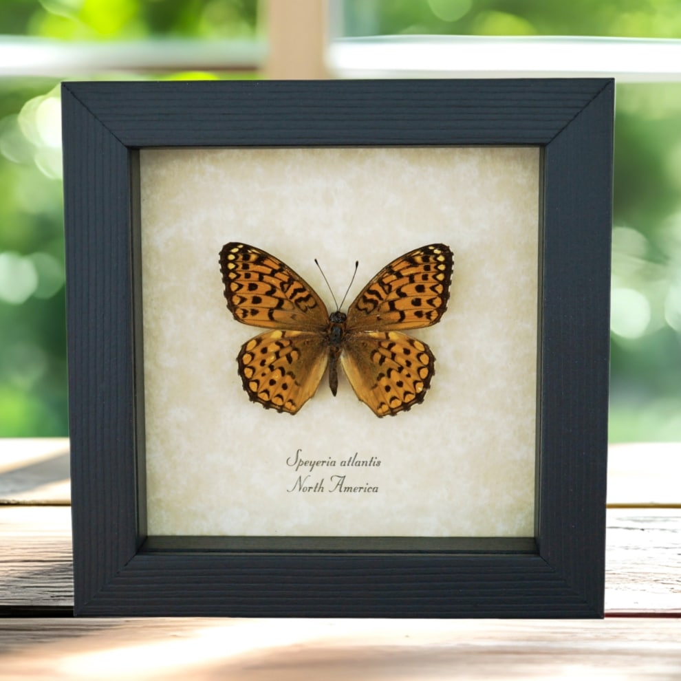 Atlantis Fritillary Butterfly Speyeria atlantis Framed Taxidermy Display