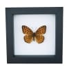 Atlantis Fritillary Butterfly Speyeria atlantis Framed Taxidermy Classic Black Display