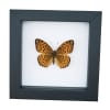 Atlantis Fritillary Butterfly Speyeria atlantis Framed Taxidermy Classic Black Display
