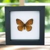Atlantis Fritillary Butterfly Speyeria atlantis Framed Taxidermy Classic Black Display