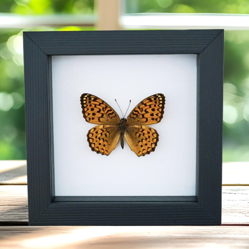 Atlantis Fritillary Butterfly Speyeria atlantis Framed Taxidermy Classic Black Display