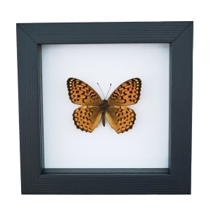 Atlantis Fritillary Butterfly Speyeria atlantis Framed Taxidermy Classic Black Display