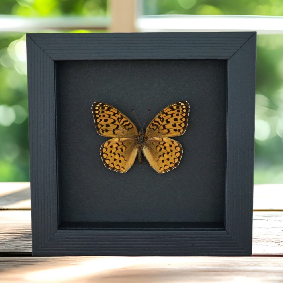 Atlantis Fritillary Butterfly Speyeria atlantis Framed Taxidermy Moonlight Display
