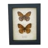 Atlantis Fritillary Butterfly Speyeria atlantis set Framed Taxidermy Display