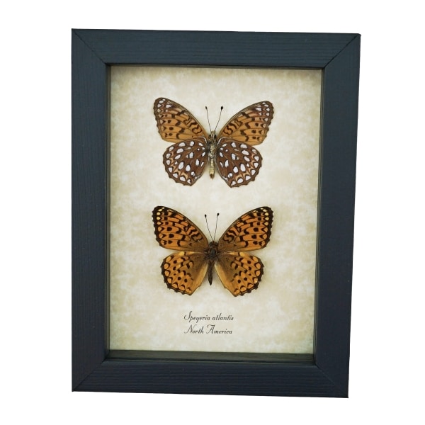 Atlantis Fritillary Butterfly Speyeria atlantis set Framed Taxidermy Display