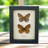 Atlantis Fritillary Butterfly Speyeria atlantis set Framed Taxidermy Display