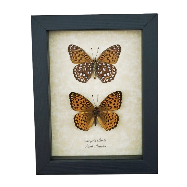 Atlantis Fritillary Butterfly Speyeria atlantis set Framed Taxidermy Display