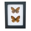 Atlantis Fritillary Butterfly Speyeria atlantis set Framed Taxidermy Classic Black Display